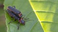 Two soldier beetles or cantharidae male and female mate on green leaves