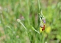 Two soldier beetles on a cornflower bud