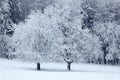 Two solitary tree in winter, snowy landscape with snow and fog, white forest in the backgroud Royalty Free Stock Photo