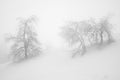 Two solitary trees, whitened by falling snow