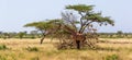 Two Somalia giraffes eat the leaves of acacia trees Royalty Free Stock Photo