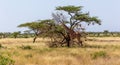 Two Somalia giraffes eat the leaves of acacia trees