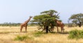 Two Somalia giraffes eat the leaves of acacia trees Royalty Free Stock Photo