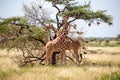 Two Somalia giraffes eat the leaves of acacia trees Royalty Free Stock Photo