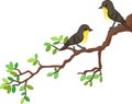 Two song birds cartoon on spring branch
