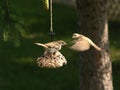 Two Song Sparrows at a feeder Royalty Free Stock Photo