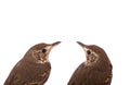 two Song thrush isolated on a white Royalty Free Stock Photo
