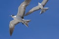 Two Sooty Terns in flight Ascension Island Royalty Free Stock Photo