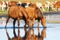 Two sorrel horses drinking water on watering place Royalty Free Stock Photo