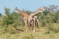 Two South African giraffe fighting beside another Royalty Free Stock Photo