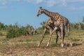 Two South African giraffe fighting in bush Royalty Free Stock Photo
