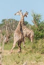 Two South African giraffe fighting each other Royalty Free Stock Photo