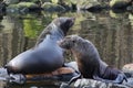 Two South American fur seal on rock Royalty Free Stock Photo