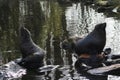 Two South American fur seal on rock Royalty Free Stock Photo