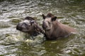 Two south american tapir playing in the water