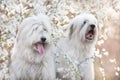 Two South russian sheepdog in flowers Royalty Free Stock Photo