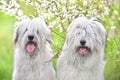 Two South russian sheepdog