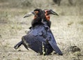 Two Southern Ground-Hornbills (Bucorvus leadbeateri)