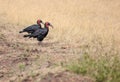 Two Southern Ground Hornbills walking in the savannah