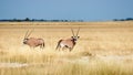 Two southern oryx Oryx gazella in Namibia