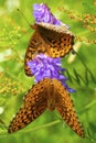 Two spangled fritillary butterflies on a lavender cow vetch flower Royalty Free Stock Photo