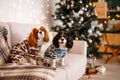 Two spaniels, surrounded by New Year& x27;s decorations and gifts, are playing and enjoying Christmas and New Year.