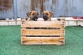 Two puppies in a wooden box in the grass Royalty Free Stock Photo