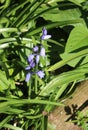 Two spanish bluebells, endymion hispanicus Royalty Free Stock Photo