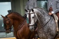Two spanish horses winner of Doma Vaquera competition in Spain