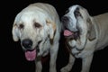 Two spanish Mastiff dogs Royalty Free Stock Photo