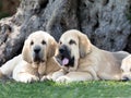 Two Spanish Mastiffs puppies lying on the grass Royalty Free Stock Photo