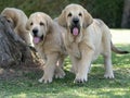 Two Spanish Mastiffs puppies standing on the grass Royalty Free Stock Photo