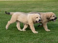 Two Spanish Mastiffs puppies walking on the grass Royalty Free Stock Photo