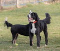 Spanish Water Dogs playing in a park Royalty Free Stock Photo
