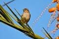 Sparrow Bird sitting on a palm tree trunk Royalty Free Stock Photo