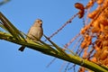 Sparrow Bird sitting on a palm tree trunk Royalty Free Stock Photo