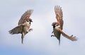Two Sparrow birds fly towards each other widely spreading their