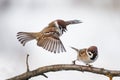 Two sparrows on a branch in a snow storm