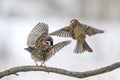 Two sparrows on a branch in a snow storm