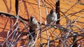 Two sparrows on the branches of a creeper chirp