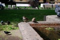 Two sparrows drink water from an ancient city fountain in Voronikhinsky Square, near the Kazan Cathedral. Summer city landscape.