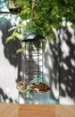 Two sparrows eating from a feeder