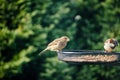 Two Sparrows Eating Seeds from a Bird Feeder in the Garden with