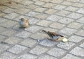 Two sparrows - feeding on pavement Royalty Free Stock Photo