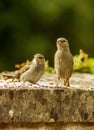Two sparrows - feeding time - spring time Royalty Free Stock Photo