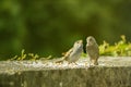 Two sparrows - feeding time - spring time Royalty Free Stock Photo
