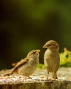 Two sparrows - feeding time - spring time Royalty Free Stock Photo