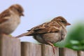 Two sparrows on a fence