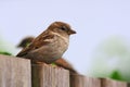 Two sparrows on a fence