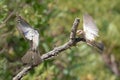 two sparrows fight with outstretched wings Royalty Free Stock Photo